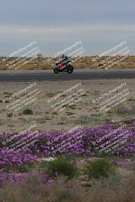 media/Jan-14-2023-SoCal Trackdays (Sat) [[497694156f]]/Turn 14 Exit Bloomig (145pm)/